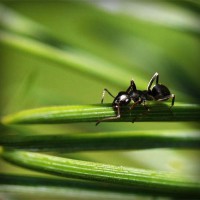 /album/lesnou-cestickou-/photolia-a05-jpg/